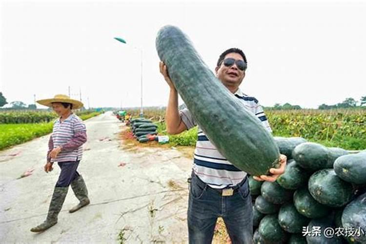 冬瓜高产的施肥方法是什么？施肥时的注意事项有哪些？