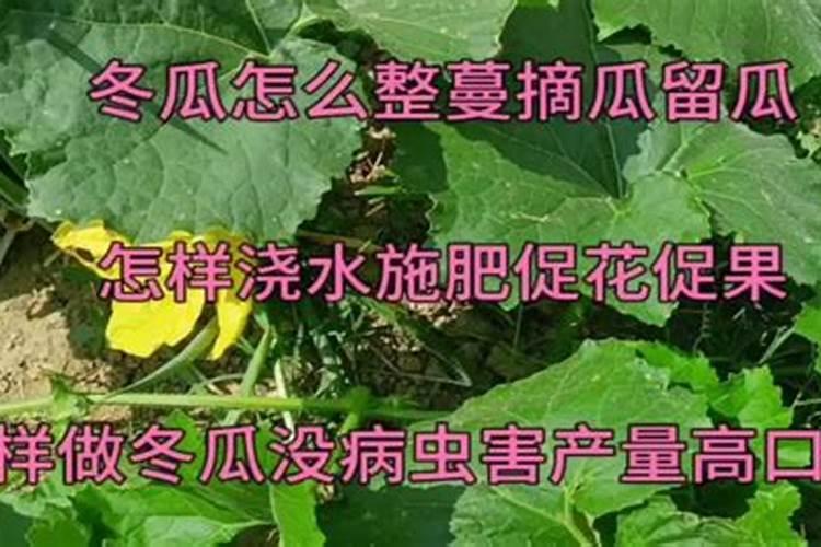 冬瓜高产的施肥方法是什么？施肥时的注意事项有哪些？