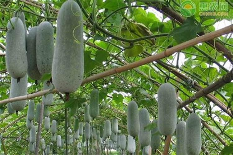 冬瓜的种植方法和时间冬瓜的种植时间与方法