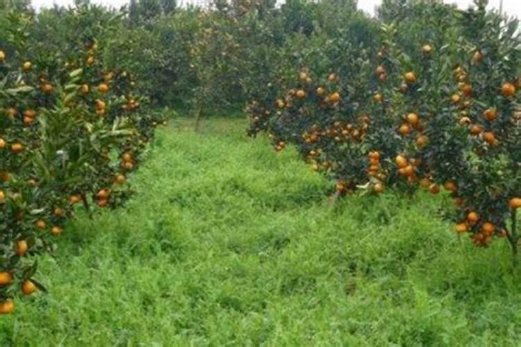 种柑橘用什么肥料最好