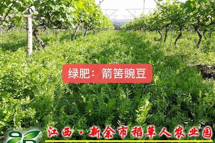 豌豆是忌氯作物吗