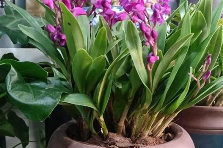 彩叶草开花吗