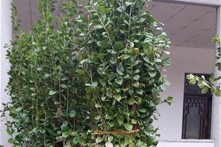 怎样给法桐施肥
