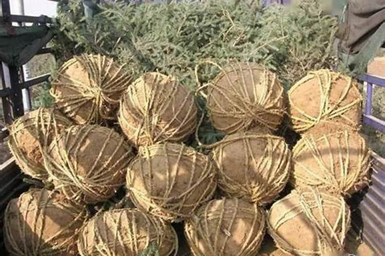 胸径15公分的人参果树多少钱？