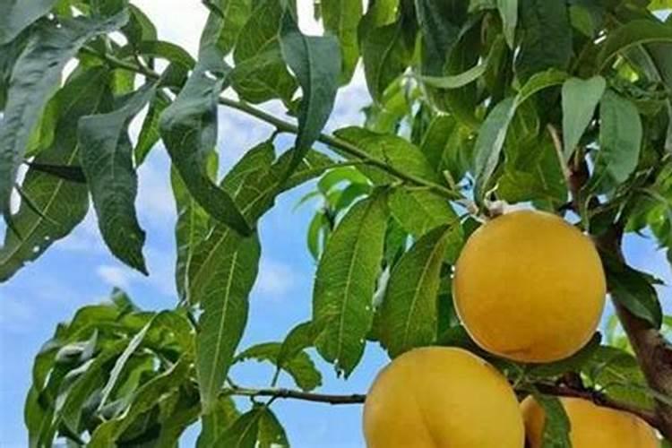 黄桃施肥最佳时间施什么肥料好