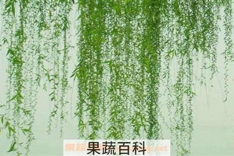 柳叶马鞭草种植后多久可以开花？柳叶马鞭草几月份开花