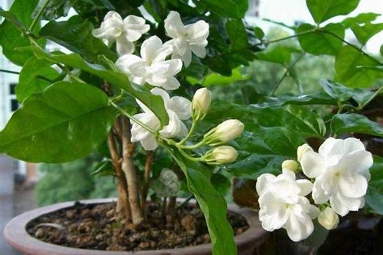 桃树结果生虫打什么药