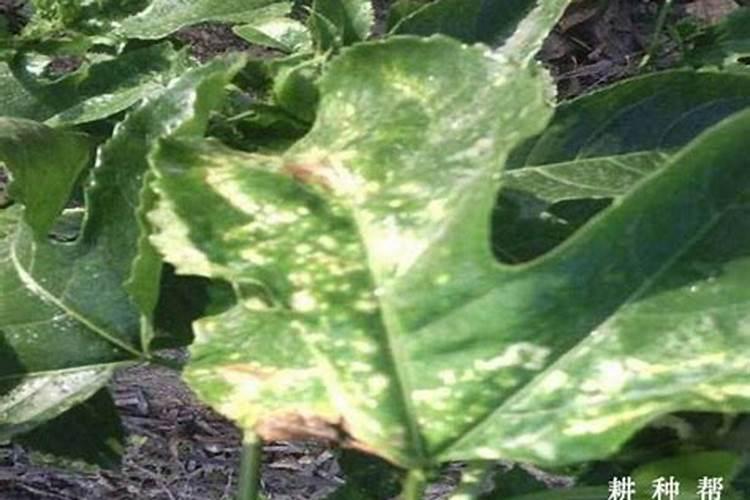 豆角细菌性叶斑病用什么药呢