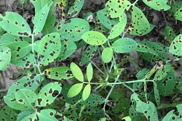 芒果树细菌性角班病怎么治效果好？