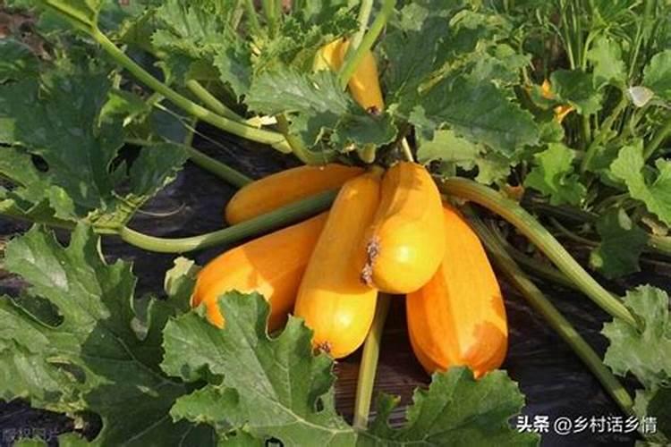 苹果树套装后喷芸苔素可以吗