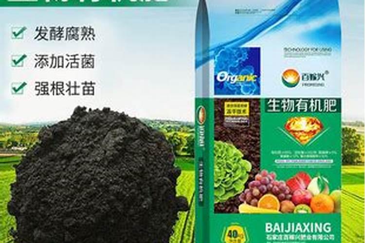 怎样判断玫瑰老桩活了