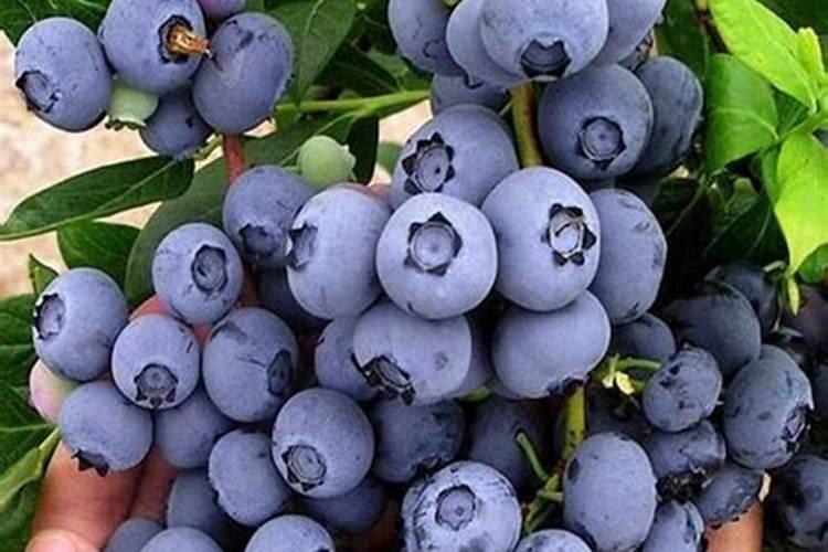辣椒花果期管理技术要点？