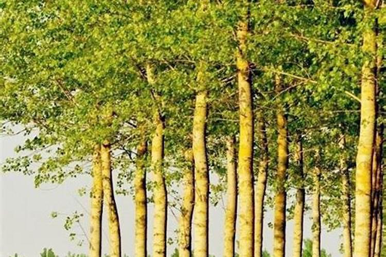 杨树什么时候施肥最好？
