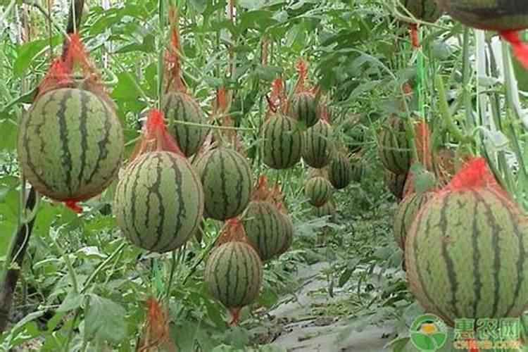 各位老师西瓜枯萎病和蔓枯病怎么防治