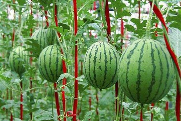 西瓜开花结果时应施含什么肥