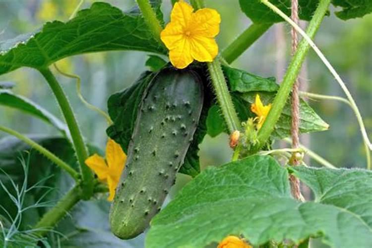 花生什么时候打芸苔素