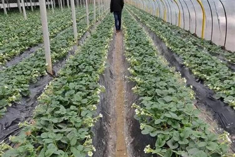 草莓施肥用什么肥料 草莓施肥使用的肥料介绍