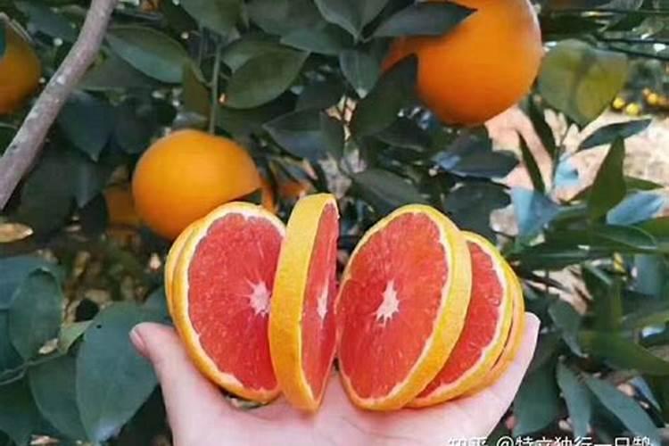 脐橙缺镁怎么办
