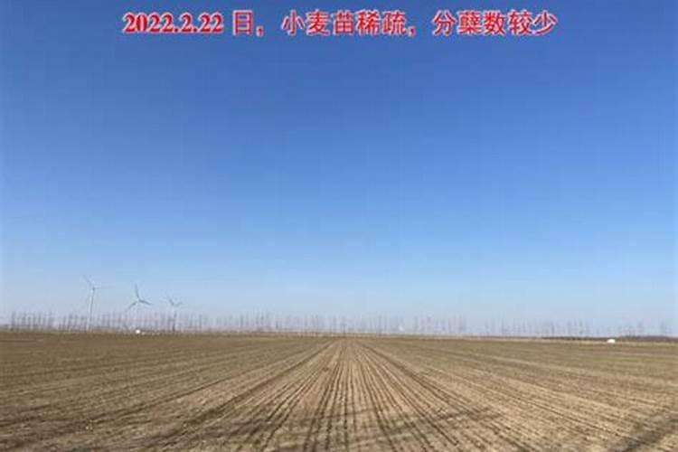 片壮的腐植酸钠不用水溶解能直接干洒养殖水体里吗？