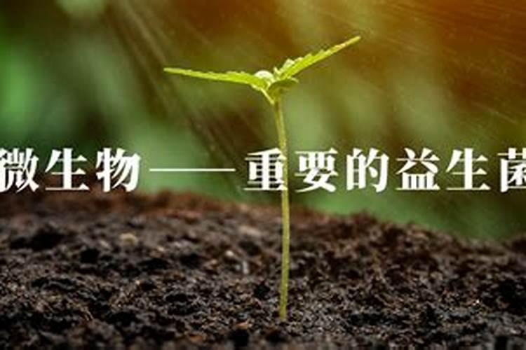 茎基腐病用什么药灌根效果好