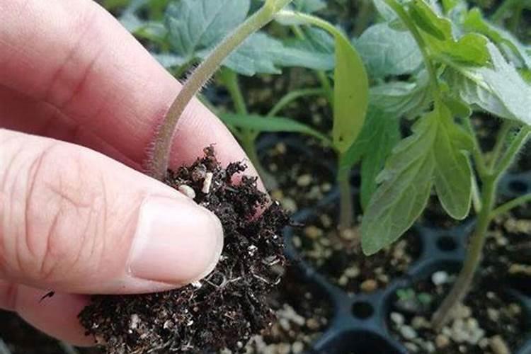 生物肥有机肥属于化肥么