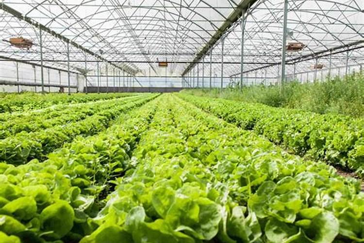 水溶肥是什么肥料 水溶性肥料的优缺点有哪些