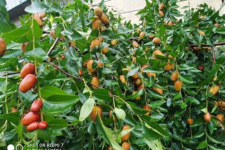 枣树黄叶卷叶喷洒芸苔素可以吗？