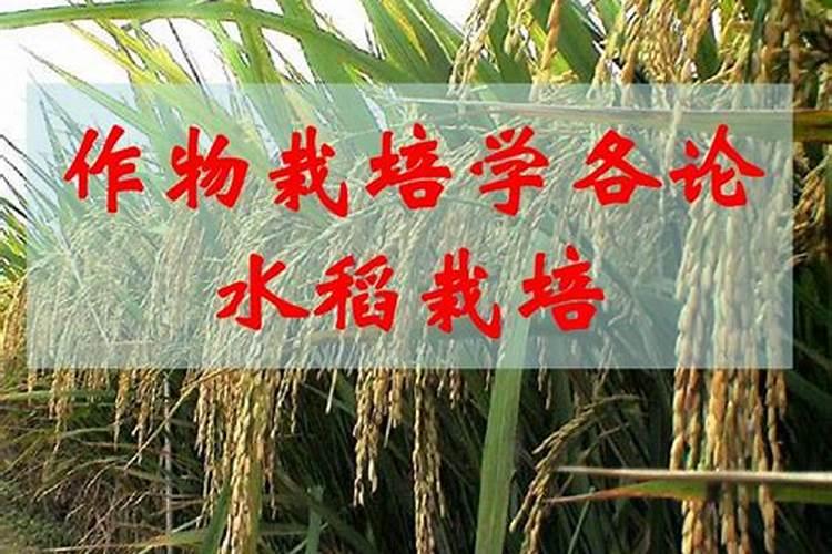 西红柿使用什么肥料最好？