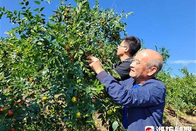 枣树用什么肥料又大又甜