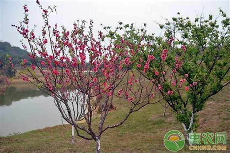 木香花如何施肥及养殖方法