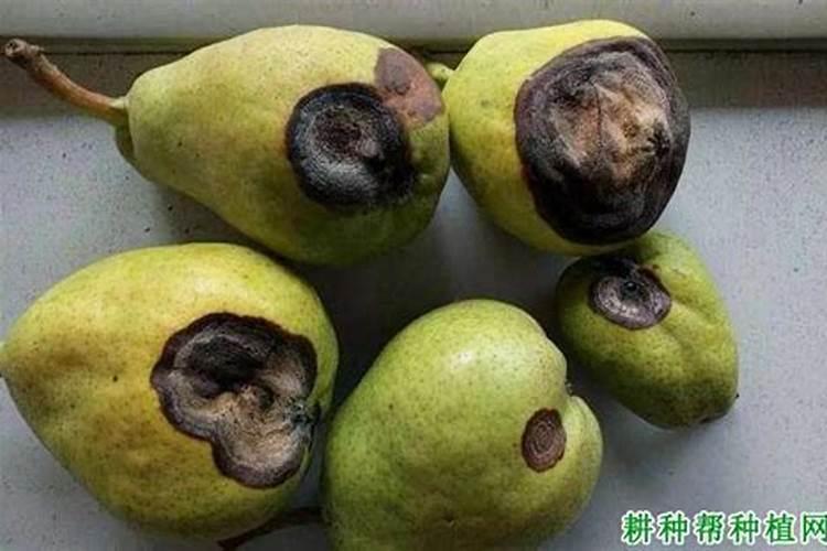 韭菜最忌三种肥