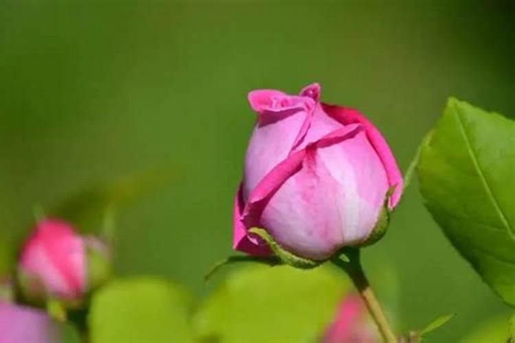 玫瑰花为什么叶片变大花苞变小？
