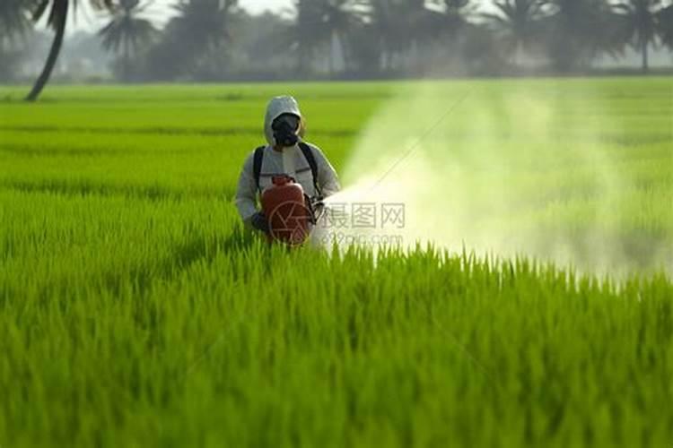 刚种的黄皮树苗可以喷叶面肥吗？