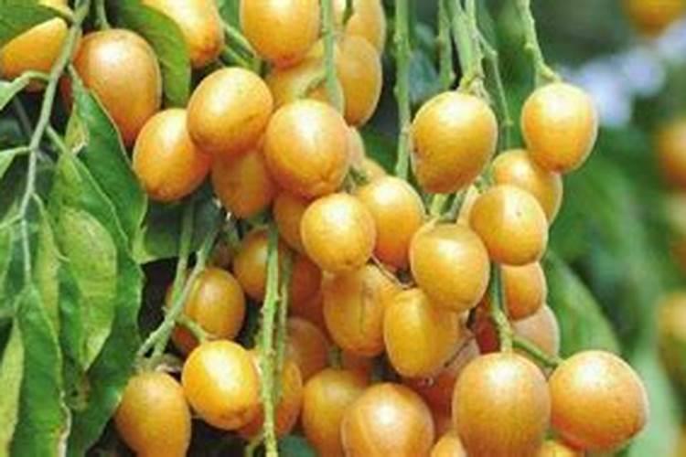 黄皮保花保果施什么叶面肥？黄皮膨大素用哪个比较好？黄皮喷施金泰靓膨果...