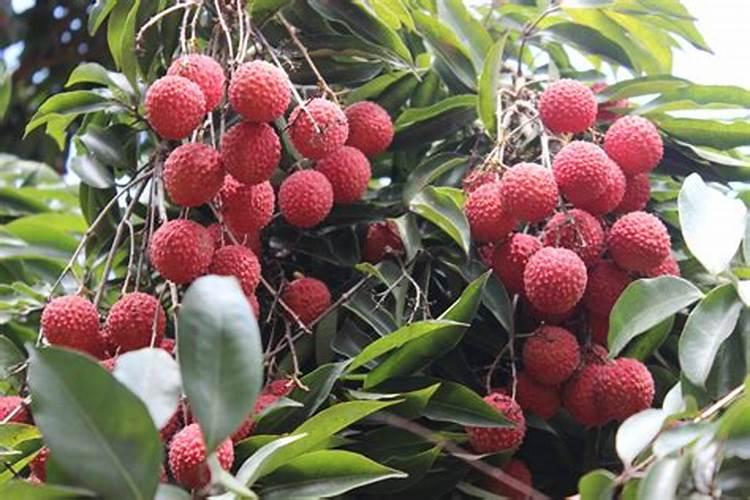 烟草种植需要什么肥料