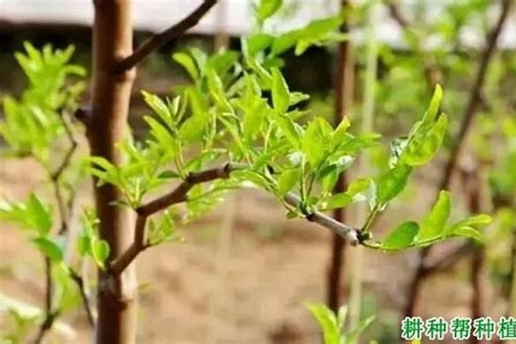 枣树开花结果初期施什么肥