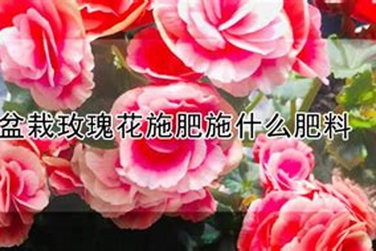 盆栽玫瑰花在花苗期可以施肥吗？
