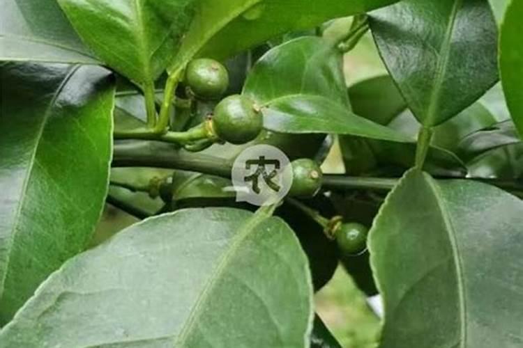 水稻叶尖发黄似火烧