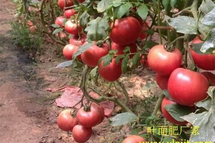 西红柿和黄瓜怎样追肥？选用什么叶面肥好？