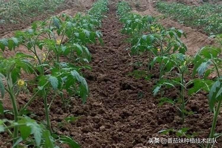 大棚黄瓜番茄如何合理施肥 施肥方法总结
