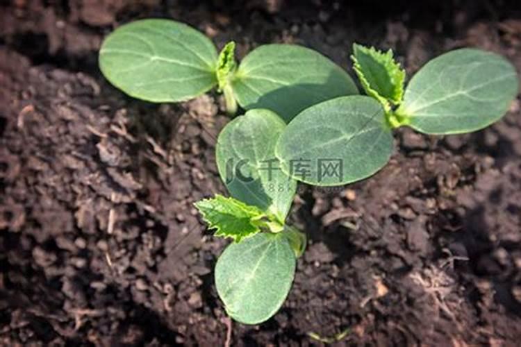 复合肥适合哪些蔬菜蔬菜施什么肥好