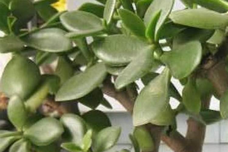 沃柑苗价格多少钱一棵？沃柑种植技术要点