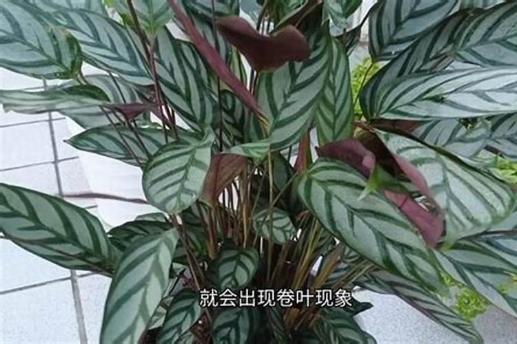 葡萄补钙最佳时间(给葡萄补钙季节什么钙肥最好)