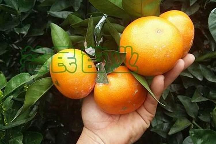 柑桔冬肥应该施什么肥？