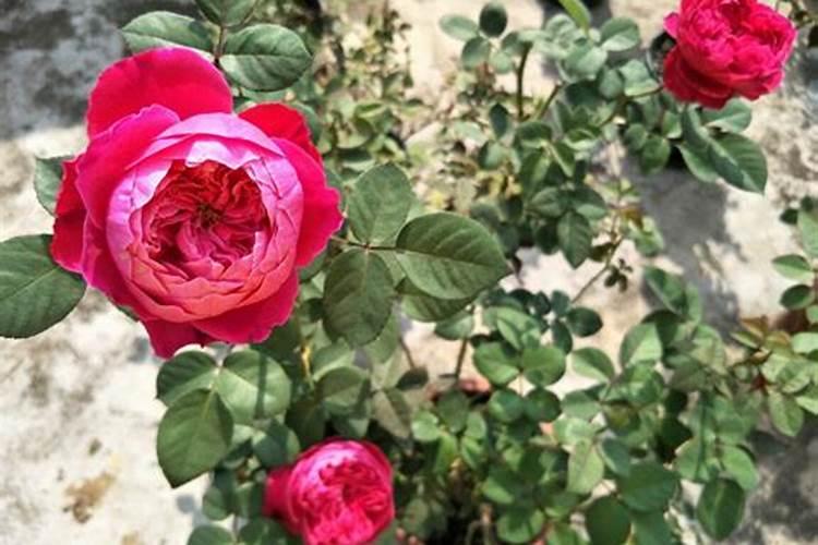 石榴夏季落果怎么办？