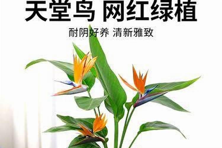 白三叶生长快施什么肥