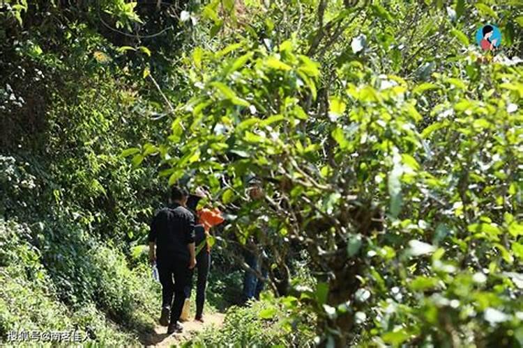 茶树什么时候施肥 茶树在什么时间施肥比较好？