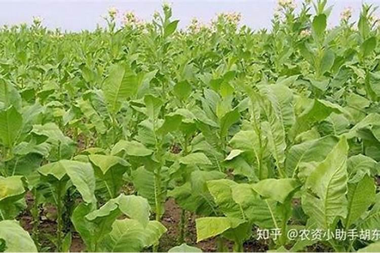 豆角僵苗用什么方法