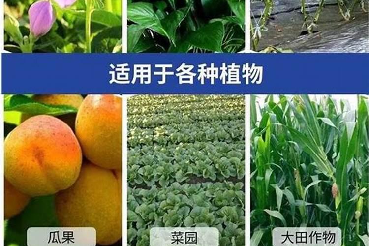 螯合肥是什么肥