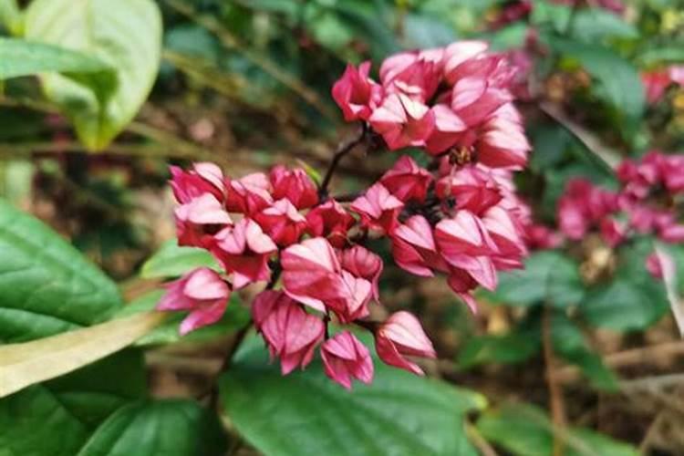 甜菜施肥需要多少氮肥,才会增产量